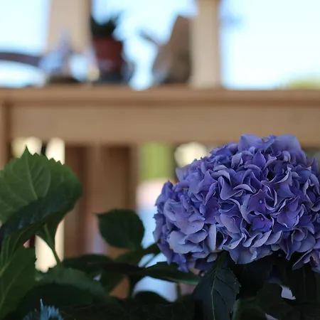 Rurale Lu Salconi Farm stay *